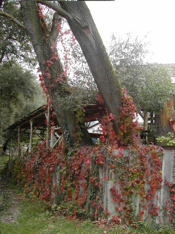 Malom Tanya Panzio Hotel Zalacséb Exterior foto